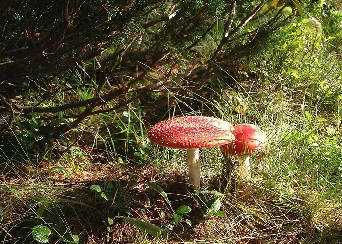 Διαμέρισμα Dorfbaeck